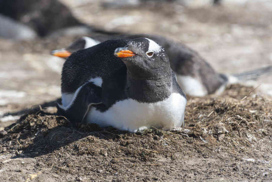 Pingüino Gentoo - islas Falkland o Malvinas 10.jpg